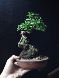 Hải Châu ôm đá