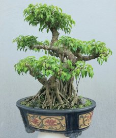Sanh quê khá già nằm chậu lâu năm