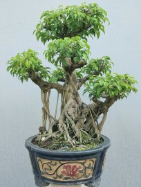 Sanh quê khá già nằm chậu lâu năm