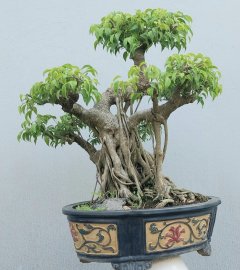 Sanh quê khá già nằm chậu lâu năm