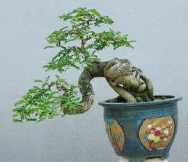 Me chua Bình Định