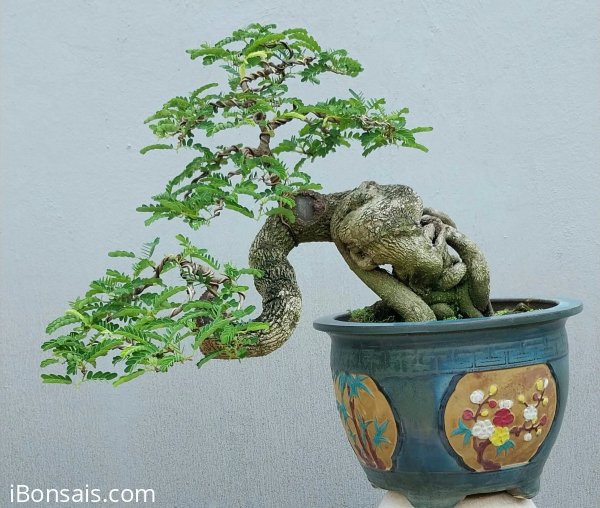 Me chua Bình Định