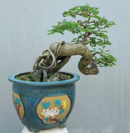 Me chua Bình Định