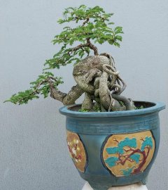 Me chua Bình Định