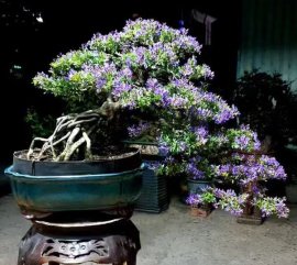 Kèo đêm bé Linh nhập tịch USA