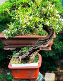 Bé Linh trắng tinh nhập tịch USA