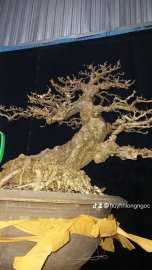 Mai chiếu thủy gò công