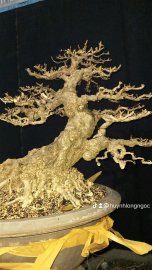 Mai chiếu thủy gò công