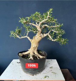 Dọn vườn sale #199k_218k/1bé linh sam