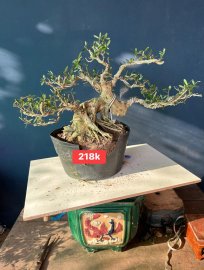 Dọn vườn sale #199k_218k/1bé linh sam