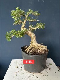 Dọn vườn sale #199k_218k/1bé linh sam
