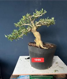 Dọn vườn sale #199k_218k/1bé linh sam