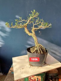 Dọn vườn sale #199k_218k/1bé linh sam