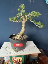 Dọn vườn sale #199k_218k/1bé linh sam