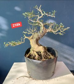 Dọn vườn sale #199k_218k/1bé linh sam