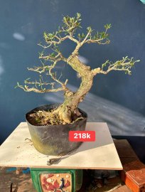 Dọn vườn sale #199k_218k/1bé linh sam