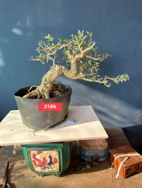Dọn vườn sale #199k_218k/1bé linh sam