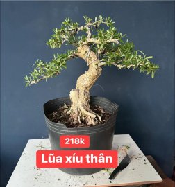 Dọn vườn sale #199k_218k/1bé linh sam