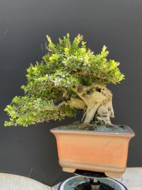 Hải châu sông cầu rin