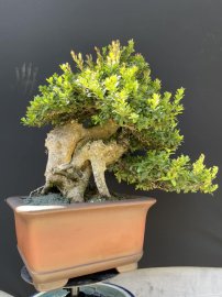 Hải châu sông cầu rin