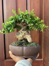 Củ hải châu lá nhỏ sông cầu , cây liền lạc đang làm hoa trái