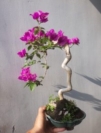 Em Tím Bướm lại rộ hoa...