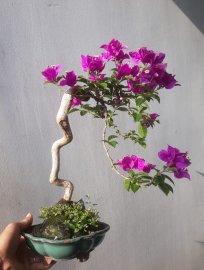 Em Tím Bướm lại rộ hoa...