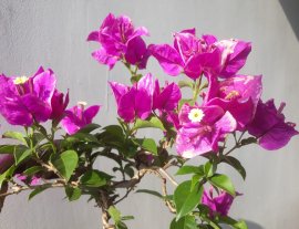 Em Tím Bướm lại rộ hoa...
