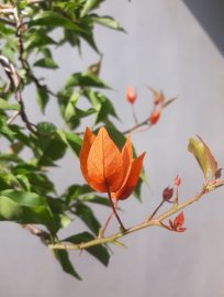 Em Giấy ghép Cam Thái...