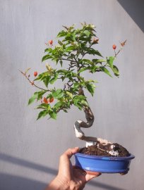 Em Giấy ghép Cam Thái...