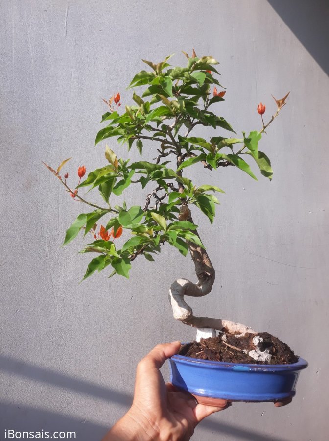 Em Giấy ghép Cam Thái...