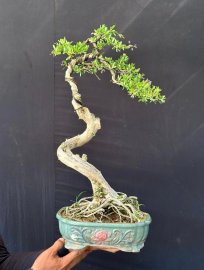 Linh sam đa ưu điểm full hoa hoài thôi