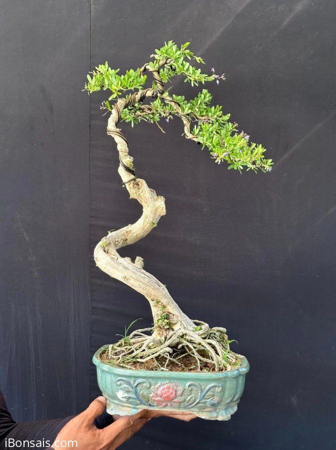 Linh sam đa ưu điểm full hoa hoài thôi