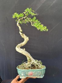 Linh sam đa ưu điểm full hoa hoài thôi