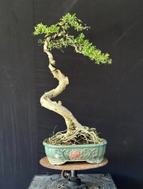 Linh sam đa ưu điểm full hoa hoài thôi