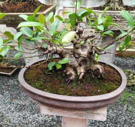 Si Bonsai