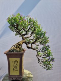 Linh sam