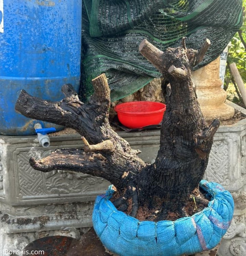 Cẩm thị trực huyền cốt đẹp 2,5tr