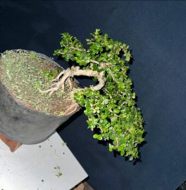 Sam trái siêu trái,bé này thay chậu là khoái lắm nha