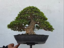 Em thuỷ lá trung