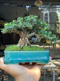 Sam núi trái mini già mịn tàn đế 24h
