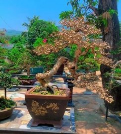 Sam trái khoe xương dưới nắng 45độ