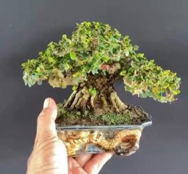 Sam trái chuẩn bài, hàng thi đấu bonsai tiểu