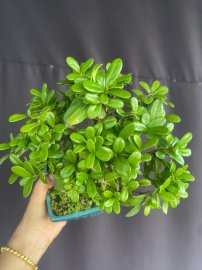 Mini hải châu sông cầu ạ
