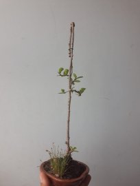 Em Trà Phúc Kiến siêu mini...
