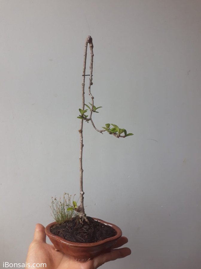 Em Trà Phúc Kiến siêu mini...