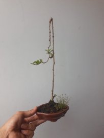 Em Trà Phúc Kiến siêu mini...