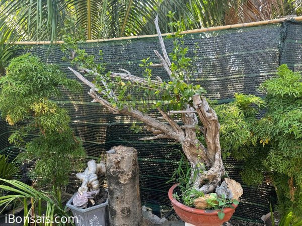 Thanh lý em sam hương rừng 1tr ạ