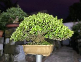 Hải châu sông cầu zin nhập đội