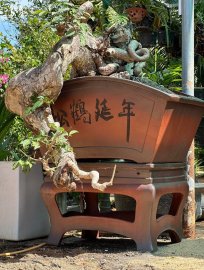 Cụ cóc